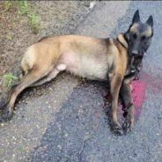 Dog Hit By Car And Left To Suffer On Side Of The Road Needs Our Help To Recover