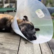 Dog Kept in a Crate Most of Her Life By a Breeder Slowly Learns to Trust