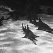 Endangered Sawfish in Florida’s Waters Spin into a Deadly Mystery