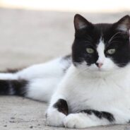 Family Heads Out on Camping Trip, Rescues Abandoned Kitten at Gas Station