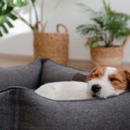 Find Out Why Cedar Is the Best Material for a Pet Bed Frame!