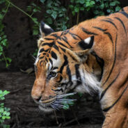 From Myth to Reality — The Unbelievable Return of the Javan Tiger