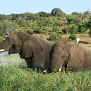 From the Savannah to the City Botswana’s 20,000 Elephant Offer Shocks Germany