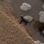 Georgia Witnesses Largest Sea Turtle Release in History