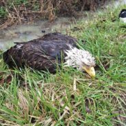 Help Rehabilitate Injured Bald Eagles So They Can Regain Their Wings