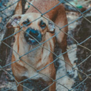 Horrors Unveiled as Federal Agents Raid Dogfighting Ring in Landmark Case