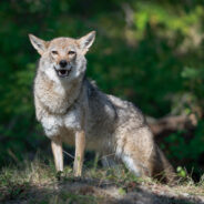 Inadequate Laws Leave Vermont’s Wildlife in Perilous Hands