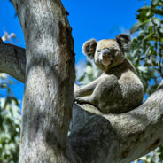 Koalas Left Slaughtered After Reckless Logging on Kangaroo Island