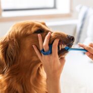 Learn the Secret Signs of Dental Problems in Dogs