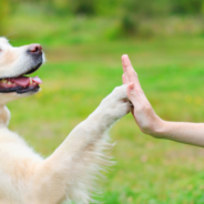 Mirroring patterns: the interconnected well-being of dogs, cats and their humans