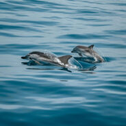 Mystery Surrounds 100 Dead Dolphins Washed Ashore in Russia’s Black Sea