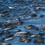 Nearly 800,000 Fish Killed in Iowa Fertilizer Spill Crisis