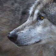 Nevada Wildlife Officials Investigating Possible Wolf Sighting in the State