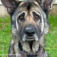 Senior German Shepherd With “Saddest Eyes” Needs Home ASAP