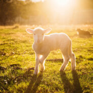 Sheep Steals Hearts Worldwide with Tail-Wagging Love for Their Human