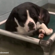 Shelter Dog Stood Up By Adopters Wonders What He Did Wrong