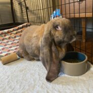 Shelter Rabbit Survives Often Fatal Disease But Needs Your Support To Heal