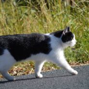 Stray Cat Gives Birth to Kittens in Woman’s Home on the Anniversary of Her Mother’s Death