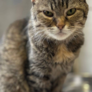 Traumatized Senior Cats Rescued From Frontlines Need Help To Heal