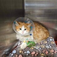 Two Cats Who Survived Brutal Dog Attack Need Your Help To Recover