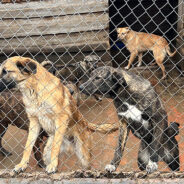 Ukraine Shelter Desperately Needs Food To Feed Over 3,000 Pets In Their Care