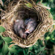 When Tiny Wings Tremble on the Ground — Here’s How to Safeguard Our Feathered Friends