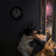 8 Tips to Keep Your Dog or Cat Calm During Fireworks