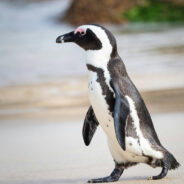 African Penguins Teeter on the Brink of Extinction as Conservationists Race Against Time