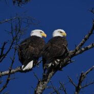 Birdwatching May Provide Mental Health Boosts, Particularly in College Students