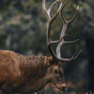 Elk Joins Colorado Kids for an Unforgettable Soccer Match