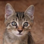 Employee Starts Feeding Stray Cat That Hangs Around the Shop, Then Her Kittens Pop Up