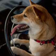 Four Puppies in Peril Left in Sweltering Car at Disney Springs While Owner Dined