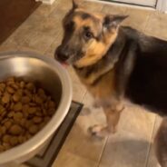 German Shepherd Will Only Eat Kibble If Mom Pretends to Cook It First