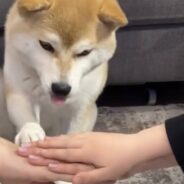 Hands-In Dog Challenge Proves Dogs Are Our Best Teammates