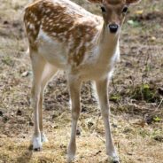 Illegal Night Hunts Expose Dark Underworld of Deer Poaching in Residential California