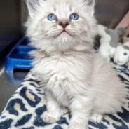 Malnourished Kittens Found Trapped In Wall During Remodel Are Flourishing, Thanks To Your Support