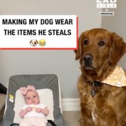 Mom Forces Dog to Wear All the Items He’s Stolen from the Baby