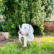 Neglected Dachshund Dumped By Breeder At Shelter Gets Care She Needs