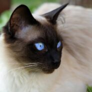 New Research Uncovers Which Cat Breeds Have the Shortest and Longest Life Expectancies