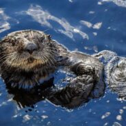 Otters’ Tool Use May Keep Them Fed – And Protect Their Teeth – When Their Preferred Foods Are Scarce