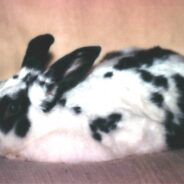 Rabbit Finally Finds a Home After More Than Three Years at a Shelter