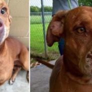 Resilient Dog Finds Loving Home After Being Abandoned for Being ‘Ugly’