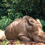 Scientists Race Against Time to Save Northern White Rhino From Extinction With IVF