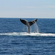 Sperm Whales May Be Talking Just Like Us — Discoveries Hint at Complex Underwater Language