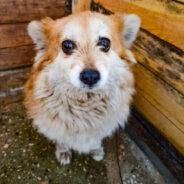 Terrified Dogs Rescued From Ukraine War Zone Get Second Chance, Thanks To Your Support