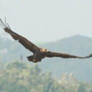 The War in Ukraine Has Changed the Migration of Vulnerable Eagle Species