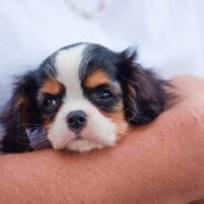 They Were Prescribed as a Cold Treatment, and Other Cavalier King Charles Spaniel Facts