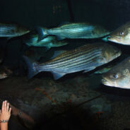 Traffic Cones Become Hiding Spots for Illegal Catch as New York Battles Striped Bass Poaching