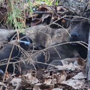 Woman Befriends Abused Dog Dumped Along With Her Puppies In Rural Area And Helps Rescue Them