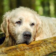 Woman Falls in Love with Senior Golden But Can’t Immediately Adopt Him, They Reunite Months Later